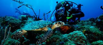 scuba_dive_turtle.jpg